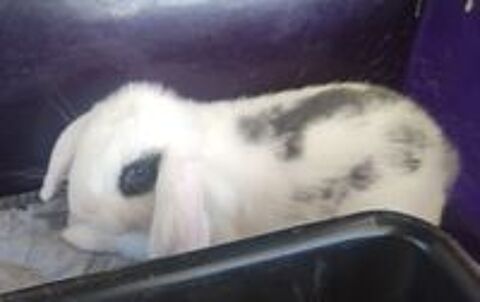   Lapin bélier nain  