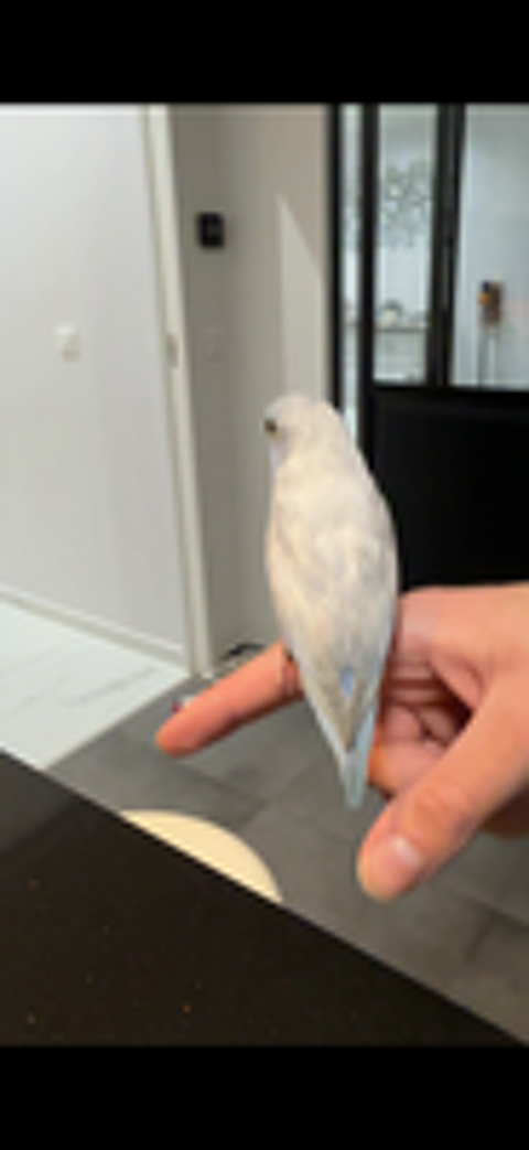   Mâle Toui celeste 