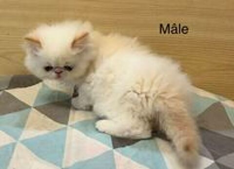   Chatons persans  
