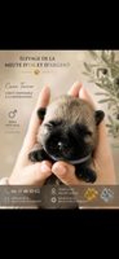   Portée de chiot cairn terrier 