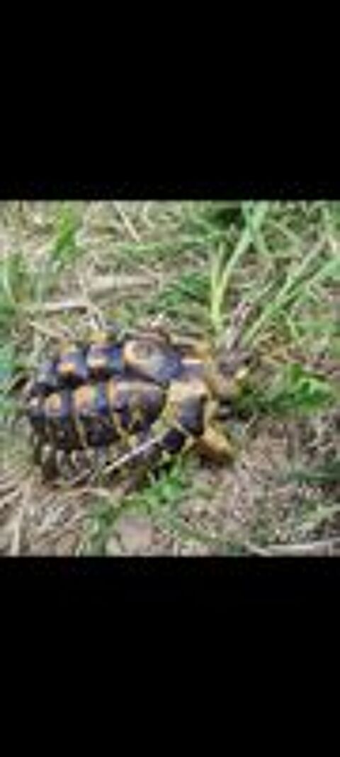   Tortue de terre hh  10 ans  