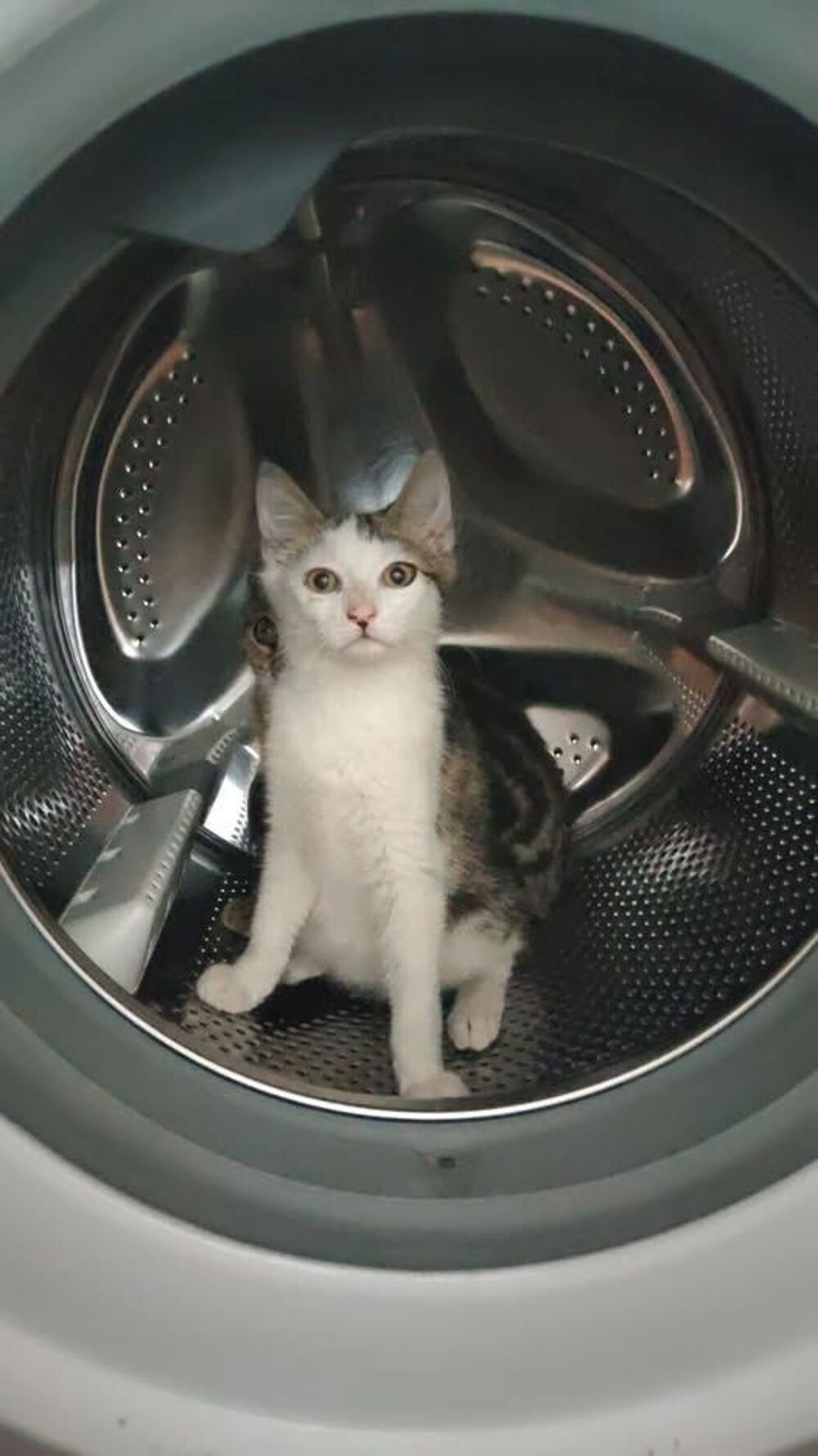   Chat SPIDER à l adoption 