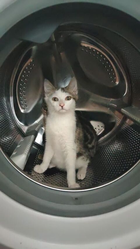 Chat SPIDER &agrave; l adoption 120 42410 Pélussin