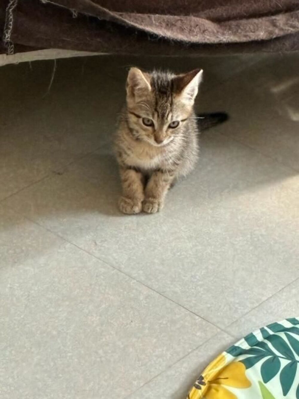   Adoption BELLE 