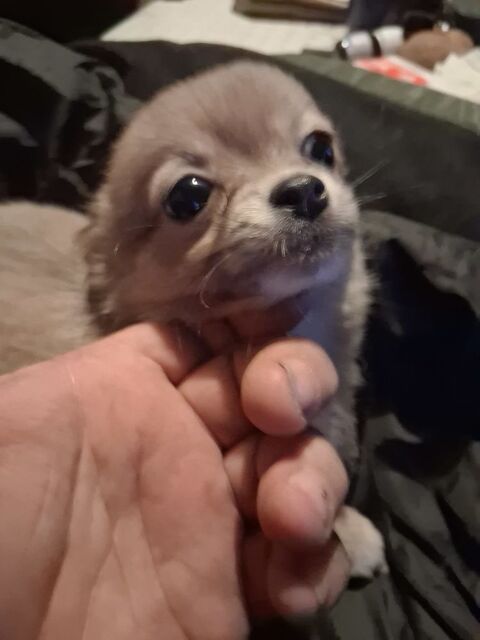 1 Chihuahua femelle et 1 mâle de 2 mois à poils longs 900 06640 Saint-jeannet