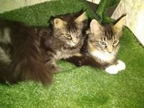   Chatons males /femelles  differantes couleurs 