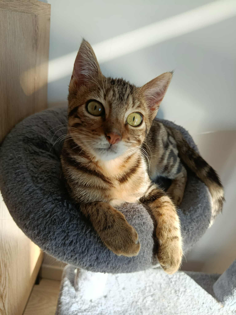 AROHA 170 35170 Bruz