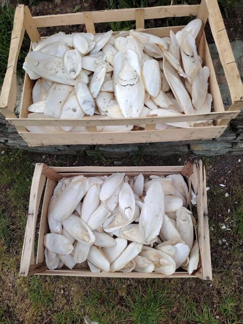 Os de seiche 50 85800 Saint-gilles-croix-de-vie