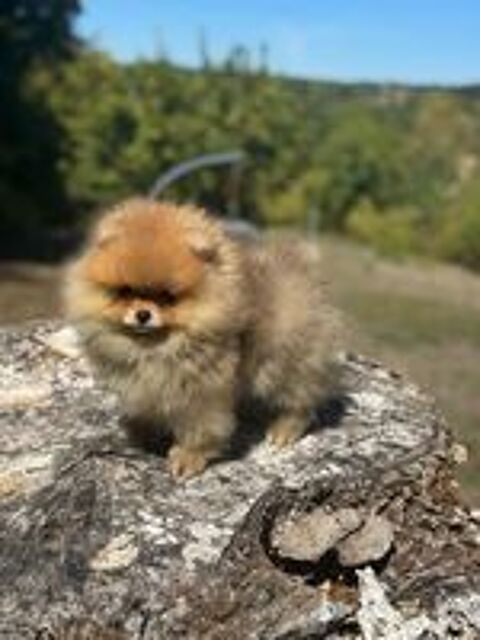   Magnifique Spitz naine Poméranian 