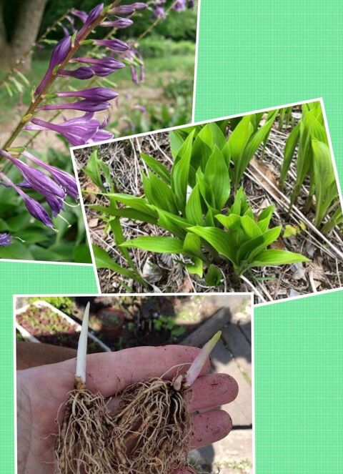 Hosta couleur lilas,parfume 5 Lisieux (14)