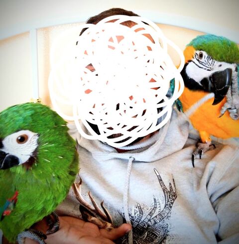 2 aras a c&eacute;der ENSEMBLE 2000 09600 Laroque-d'olmes