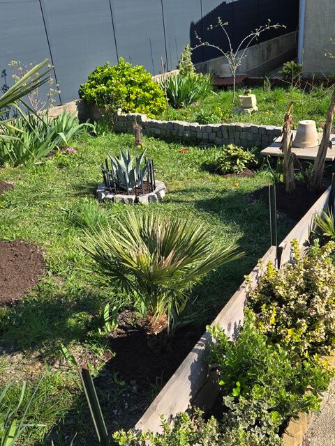 Aceuil avec toute les bonnes conditions,grosse tortue Herman 0 95200 Sarcelles