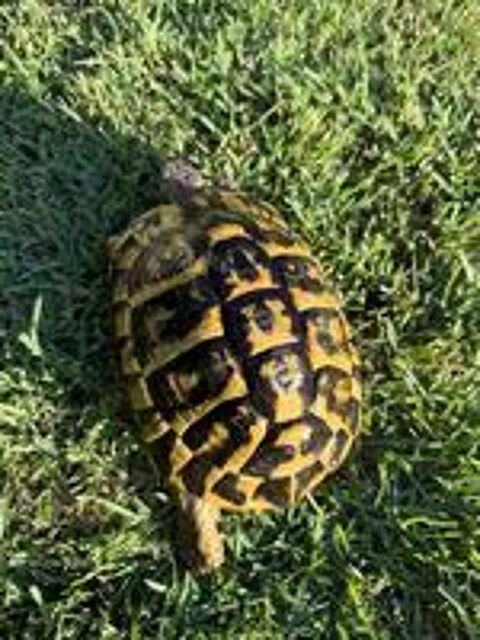   Tortue femelle 20 ans 