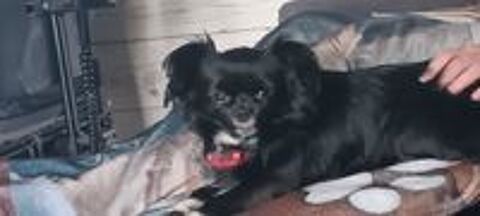   Chihuahua noir et blanc LOF dispo pour saillie,  âge 2.5 ans 