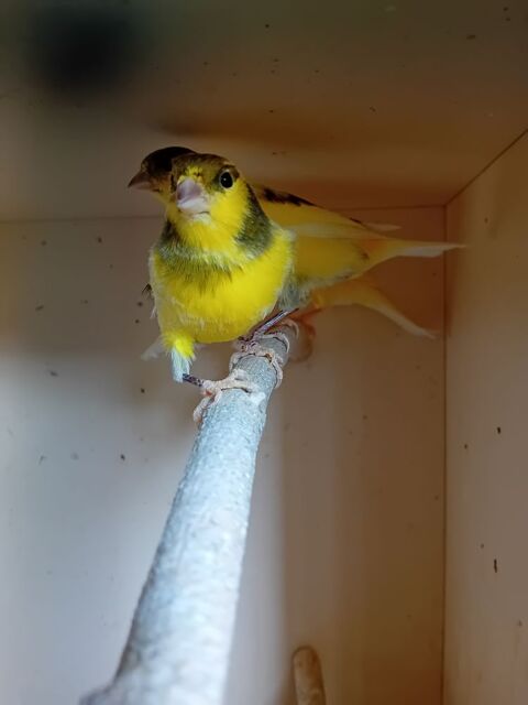 Canaris 15 44160 Crossac