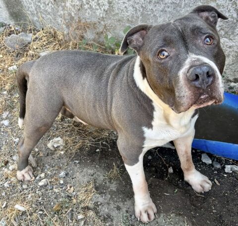 BOBY, crois&eacute; dogue, 10 ans 0 34500 Béziers