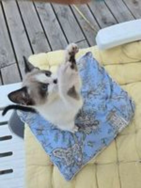   BOONY chaton mâle type siamois 6 mois 
