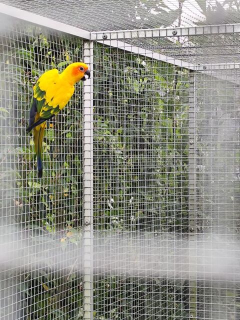 Perroquets et perruches EAM 500 62180 Verton