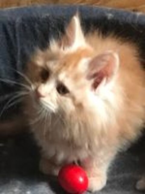   Merveilleux chatons maine coon 
