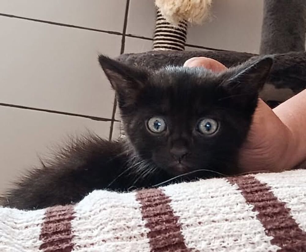   Chat KANSAS à l adoption 