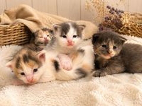   Chatons Maine Coon LOOF ? Lignées prestigieuse 