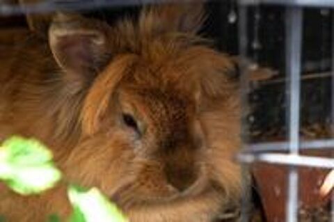   CACHOU, magnifique lapine crme  adopter via l'association UMA  
