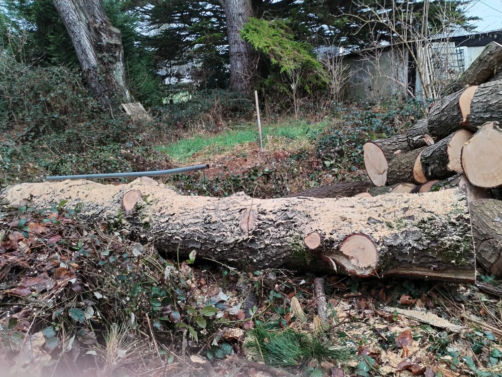 GRUMES DE PIN EBRANCHEES Jardin
