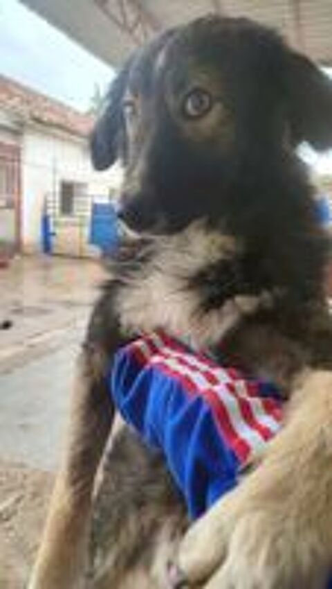   ILDE jeune chien doux et affectueux 