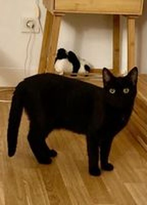   CAMILLE LOU � l'adoption 