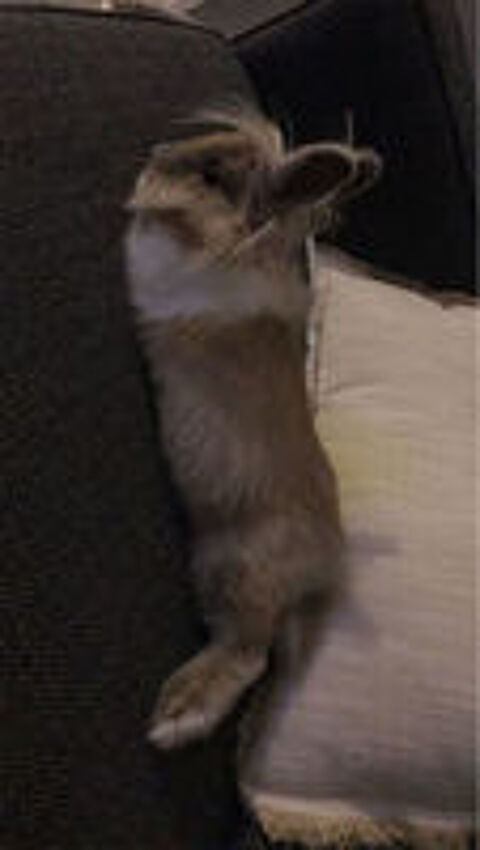   Lapin nain angora  