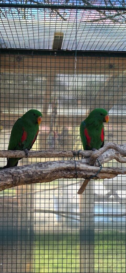 Eclectus 600 68510 Rantzwiller