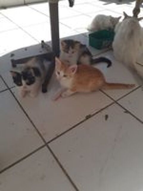   Chatons à donner, en Martinique  