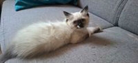   Chaton a adopter  