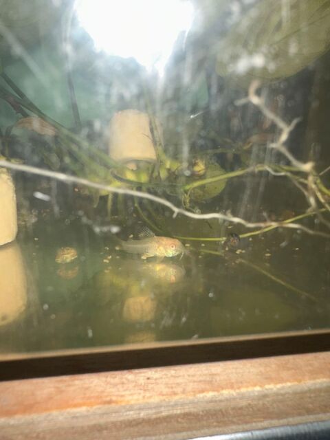 Corydoras Aeneus albinos 5 69250 Curis-au-mont-d'or