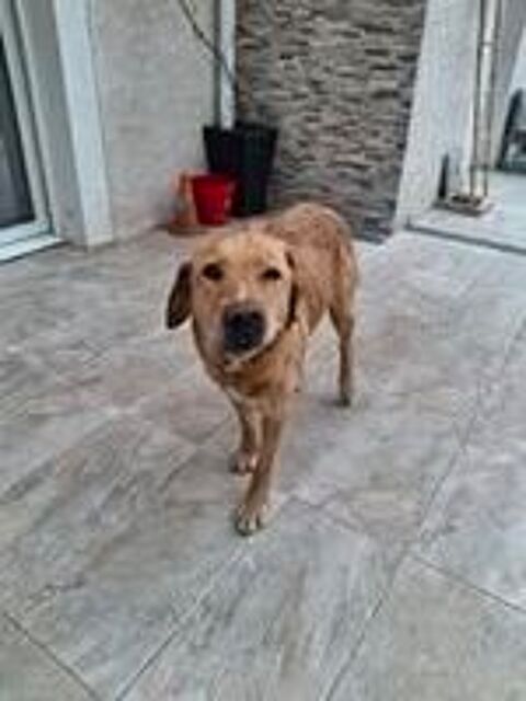   Chien MILKA à l adoption 