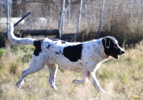 FRESA, belle Mastine qui attend patiemment sa famille 0 24140 Douville
