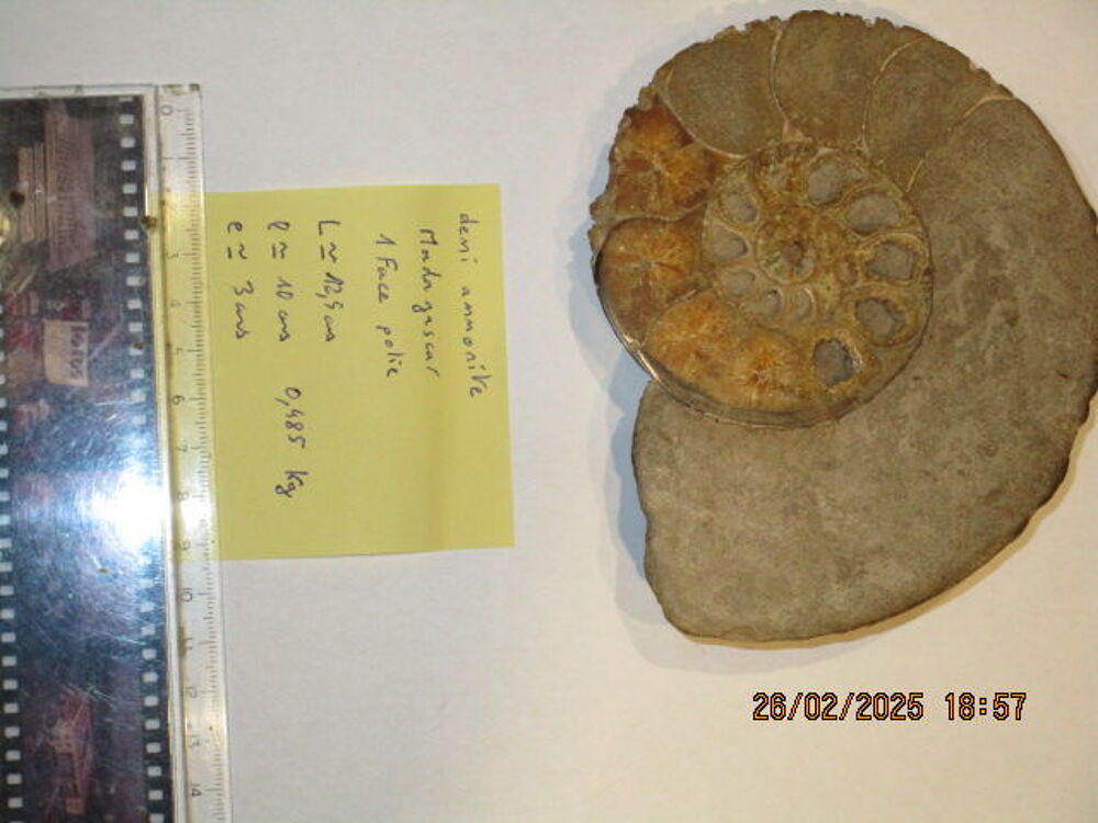 Demi Ammonites de Madagascar 