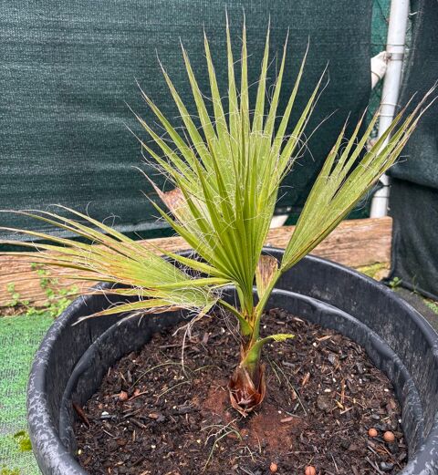 Palmier 25 Lunel (34)