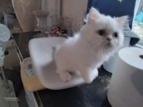   Chatons Persans 