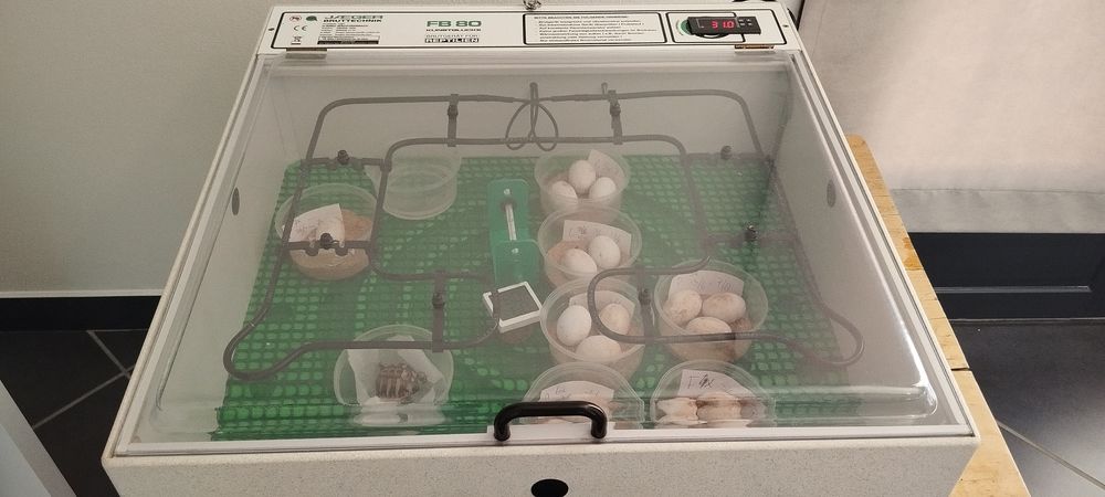   Incubateur Jaeger FB80 pour Reptile. 