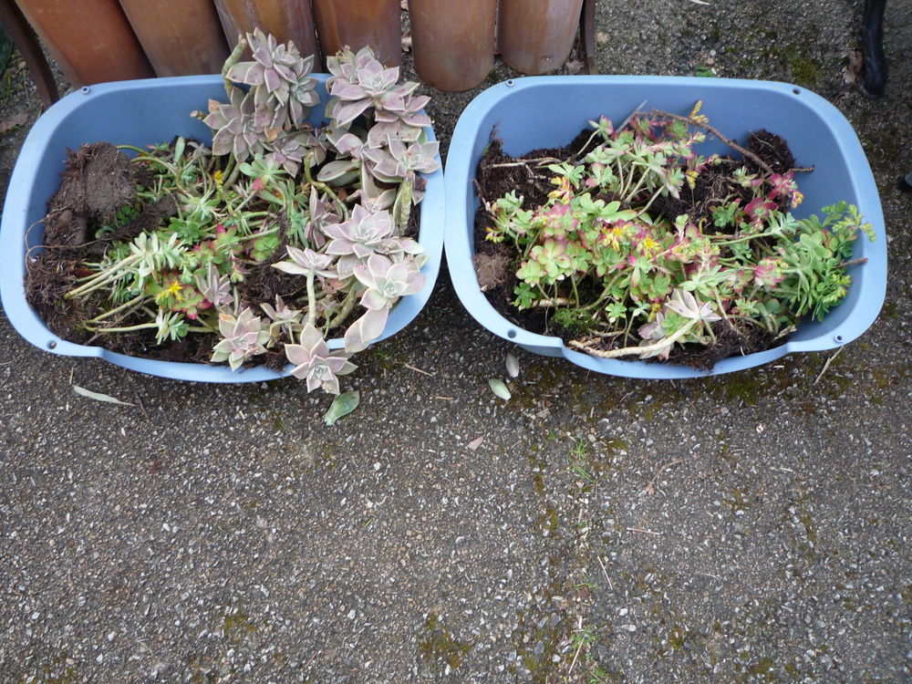 Plante grasse rocaille/terrasse/jardin Jardin