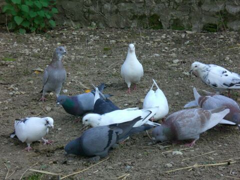 Pigeons de ferme 20 26400 Grane