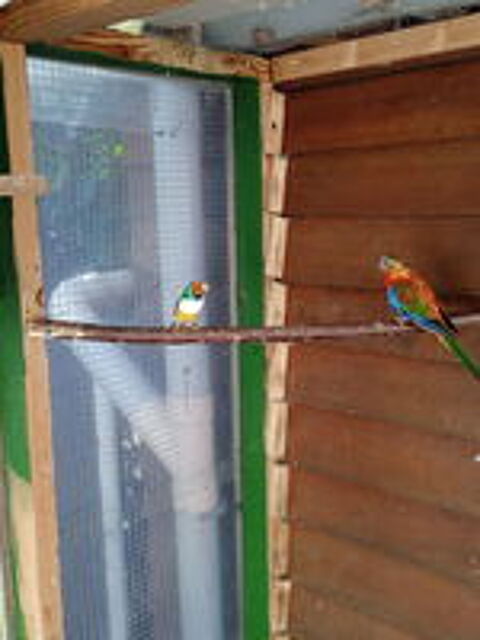   diamand de gould 