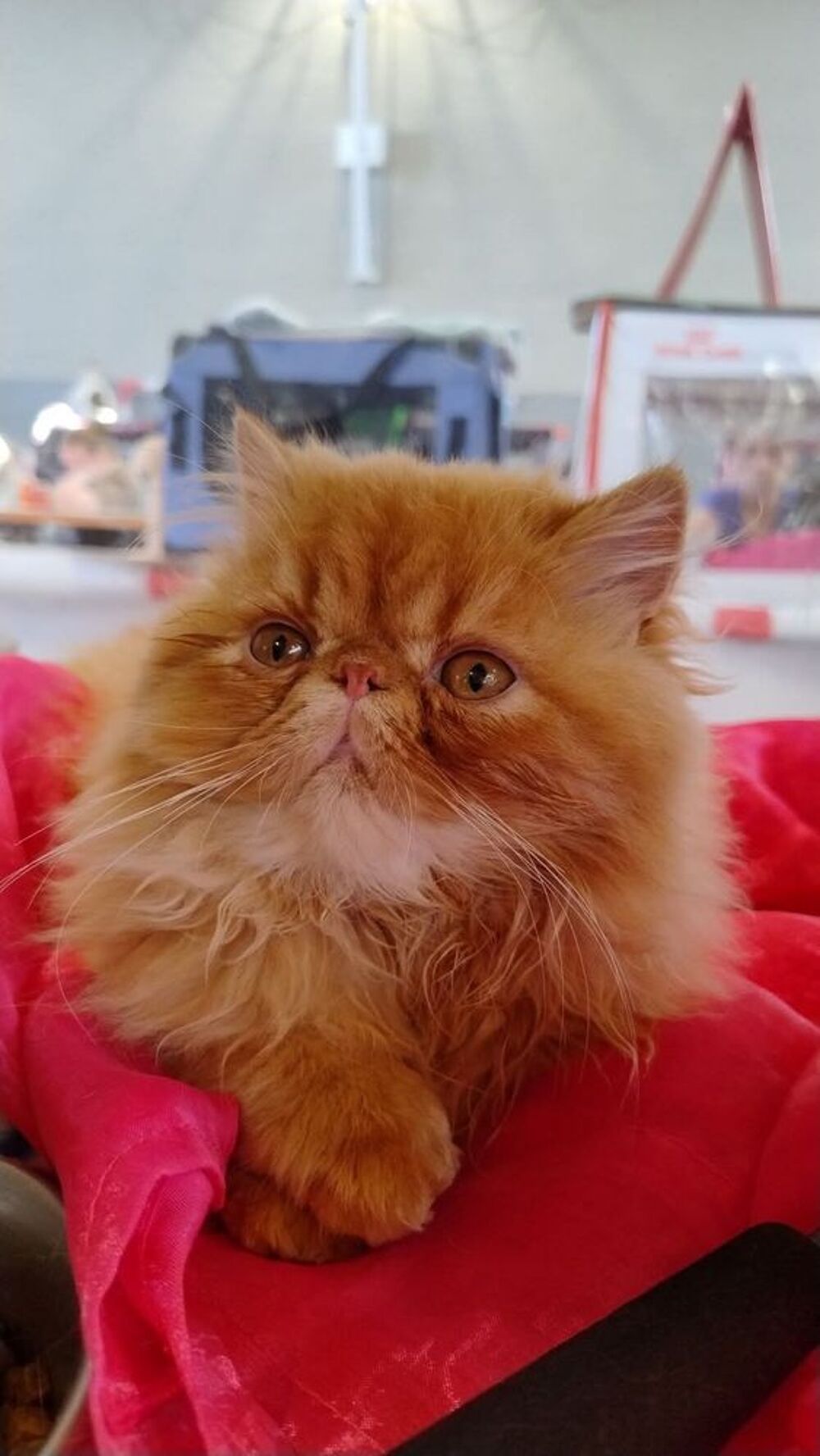   ARES DU DOMAINE AUX IRIS 