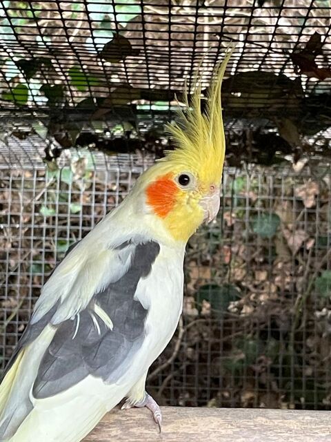 Perruches calopsittes 30 82700 Montech