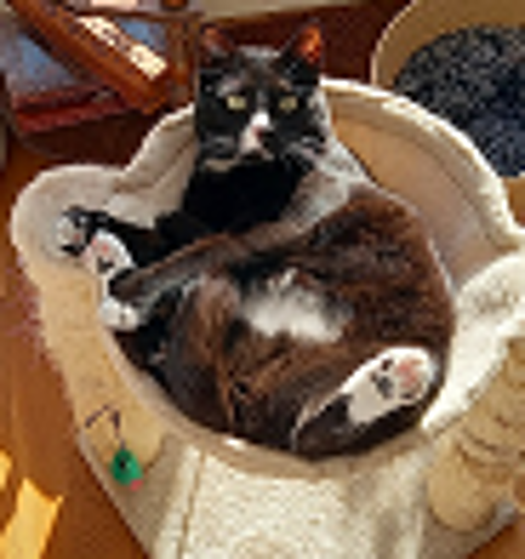   TERRY CHAT NOIR & BLANC 6 ANS 