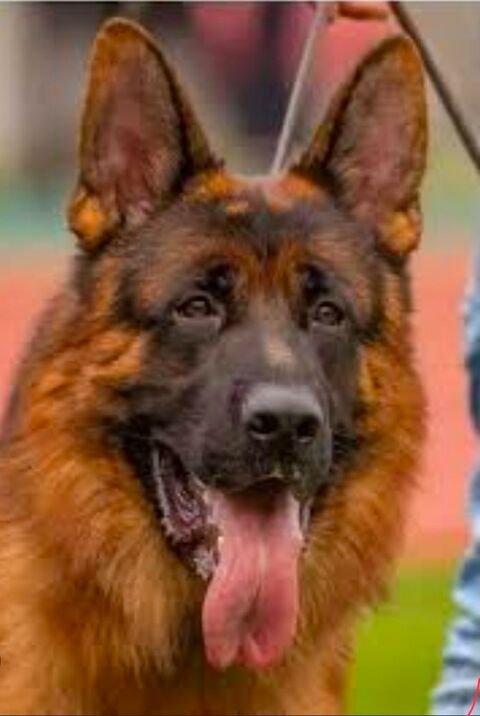 Superbes chiots berger allemand 950 27250 Juignettes