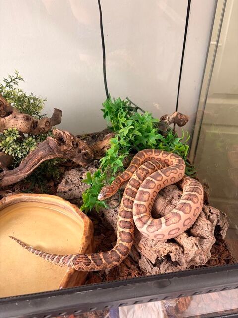 Lot Pantherophis guttatus Scaleless couple + 5 petits 350 77170 Brie-comte-robert