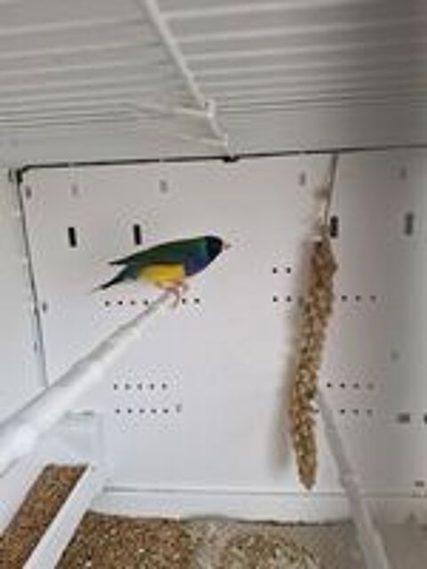   Diamant de gould 