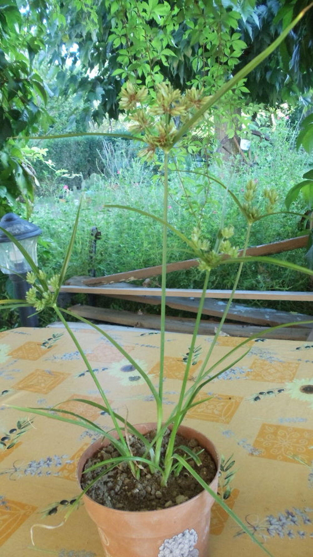 Papyrus Jardin
